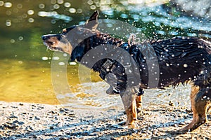 dog water shaking near river