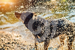 dog water shaking near river