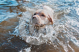Dog in the water, splashes and waves