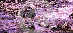 Dog in the water, swim, splash
