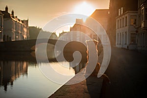 Dog on the waterfront at sunrise. Pet on nature. Nova Scotia Duck Tolling Retriever, Toller.