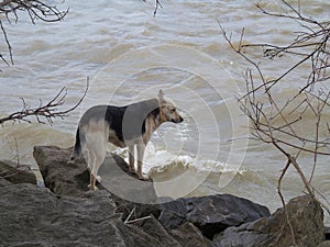 A dog on the waters edge