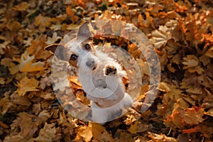 The dog waved his paw. Hey. Pet autumn in leaves