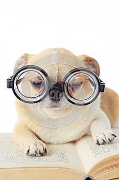 Dog wear nerd glasses.