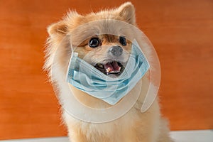 Dog wearing air pollution mask for protect dust PM2.5,Pomeranian, small breed dogs, put on a health mask