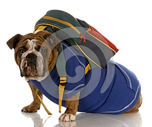 Dog wearing backpack