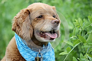 Dog Wearing a Bandana