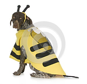 Dog wearing bee costume