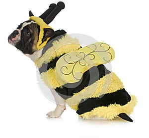 Dog wearing bee costume