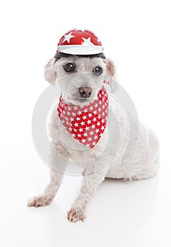 Dog wearing bike helmet and bandana