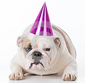 Dog wearing birthday hat