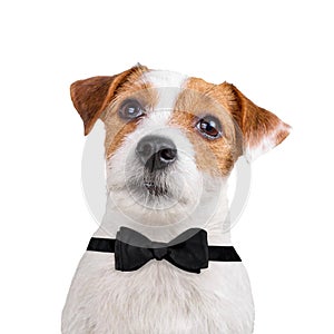 Dog wearing black bow tie