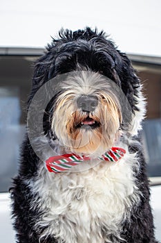 Dog wearing a bow tie