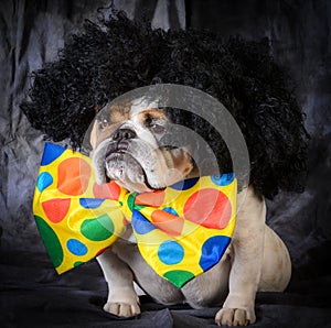 dog wearing clown costume