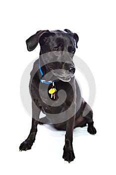 Dog wearing collar