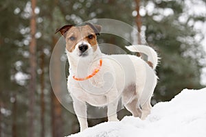 Dog wearing collar with LED diodes lights for traffic safety