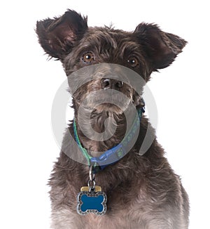 Dog wearing a collar with a name tag