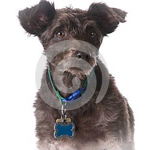 Dog wearing a collar with a name tag