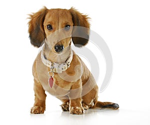 Dog wearing collar and tag