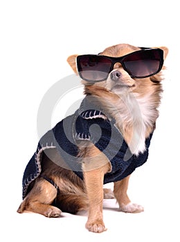 Dog wearing dark jacket and black sunglasses