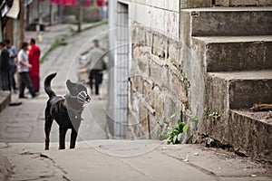 Dog wearing face mask