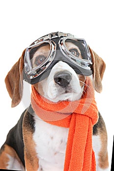 Dog wearing flying glasses or goggles