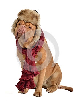 Dog wearing fur cap with ear flaps and a scarf