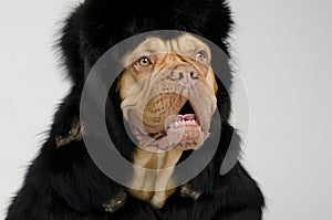 Dog wearing fur coat and cap with ear flaps