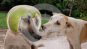 Dog wearing a grapefruit skin helmet, funny dog story