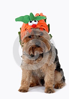 Dog wearing halloween costume.