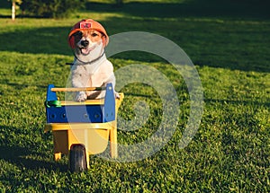 Dog wearing hardhat as a funny worker with cart and toolbox at backyard lawn