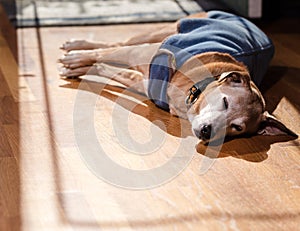 A dog wearing a jacket stretches in the winter sun