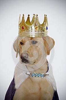 Dog wearing kings crown