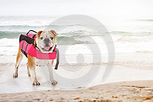 Dog Wearing Life Jacket on Beach