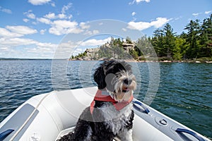 Dog wearing a life jacket in the dingy at the Benjamin Islands