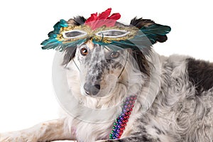 Dog wearing Mardi Gras mask