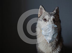 Dog wearing a mask of air pollution to protect against dust. Siberian husky wearing a health mask sit on a dark background