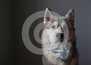 Dog wearing a mask of air pollution to protect against dust. Siberian husky wearing a health mask sit on a dark background