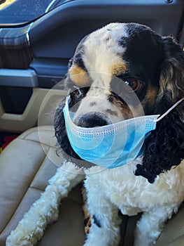 Dog wearing a medical mask.