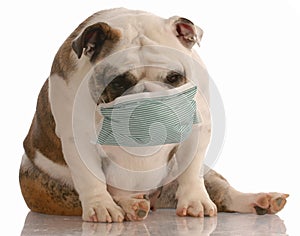 Dog wearing medical mask