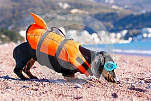 Dog wearing orange life jacket, swimming goggles. Children safe vacation at sea