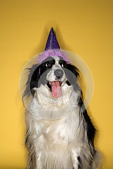 Dog wearing party hat.