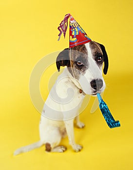 Dog wearing party hat with squeaker in mouth