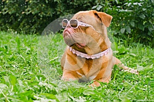 Dog wearing pink glasses and collar in the grass