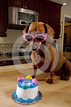 Dog wearing pink sunglasses with birthday cake