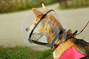 The Dog is wearing a plastic cone, postoperative. The animal looking to the side