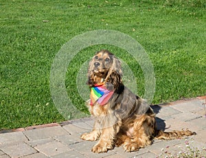 Dog Wearing Pride Rainbow Scarf