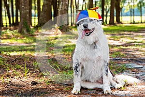 Dog wearing propeller beanie