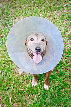 Dog Wearing Protective Collar