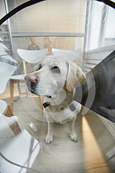 Dog Wearing Protective Collar Fish Eye